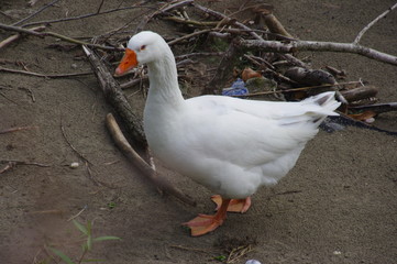 white goose from verona