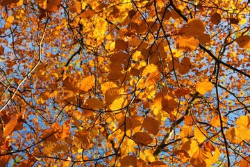Colourful Autumn Leaves.
