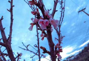 spring blossom