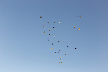 flock of speed racing pigeon bird flying against clear blue sky