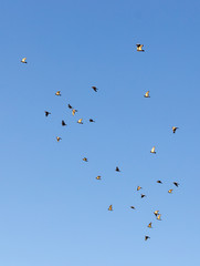 Naklejka na ściany i meble flock of speed racing pigeon bird flying against clear blue sky