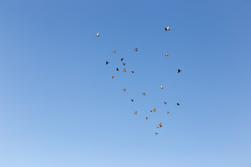 flock of speed racing pigeon bird flying against clear blue sky