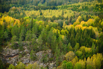 Green and yellow trees and a cliff photographed from above