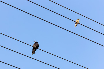 Bird sitting on a power line cable against a cloudy sky.