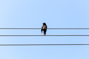 Bird sitting on a power line cable against a cloudy sky.