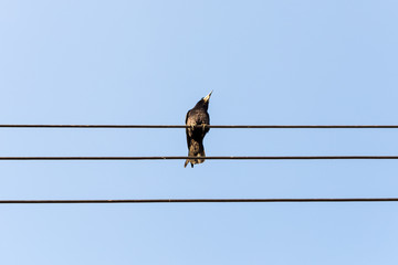 Bird sitting on a power line cable against a cloudy sky.