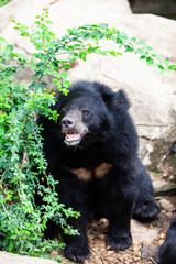 Fototapeta na wymiar Asian great black bear. Danger, mammal.