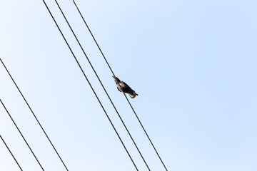 Bird sitting on a power line cable against a cloudy sky.