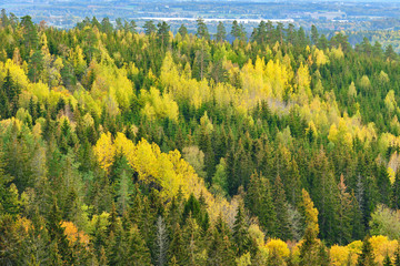 Forest in autumn colors photographed from above with fields in the background