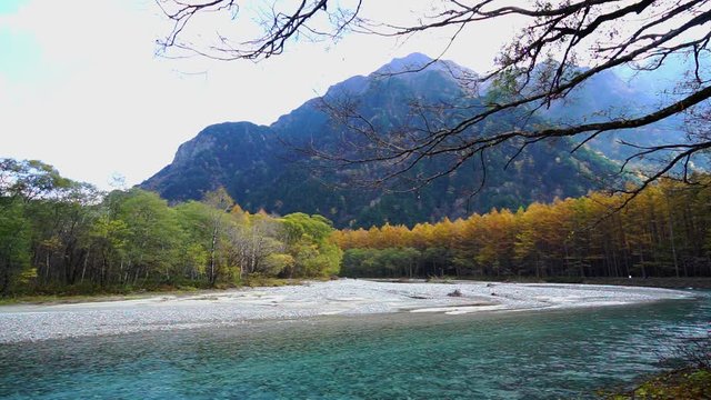 【長野県】上高地の秋　梓川とカラマツの紅葉	