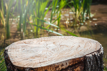 stump and lake water surface