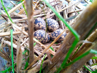 quail eggs in a nest