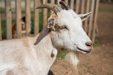 Portrait of a white goat close-up on the farm.
