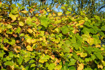 leaves of tree in autumn