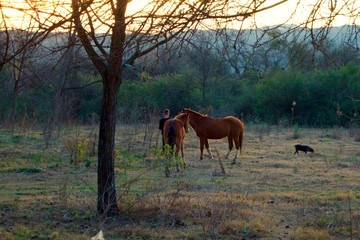 horses and boy