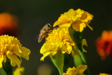 bee on flower