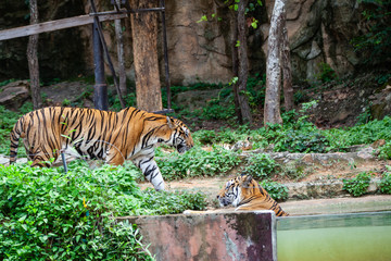 The tiger in the zoo looks at the electric wire, looking for a way out of the cage.