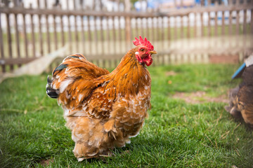 Brown rooster on a farm in front of wooden fence