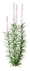 3D Rendering Fireweed Plant on White