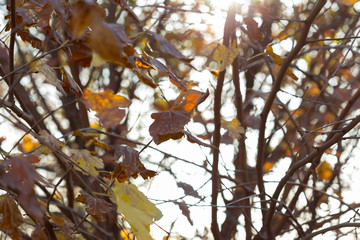 Golden autumn leaves on a branch opposite the sky, selective focus