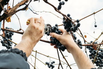 Farmer harvesting grapes, winemaking, product preparation.