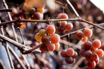 Large juicy grapes on branch, femerii, winemaking background.