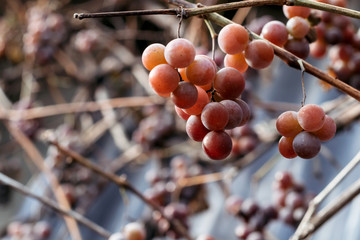 Large juicy grapes on branch, femerii, winemaking background.