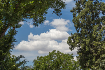 Green trees form a natural frame around a scene with blue sky and white clouds image for background use with copy space in horizontal format