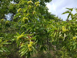 Esskastanien, Castanea, sativa