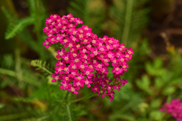 Krwawnik pospolity czerwony, Achillea millefolium