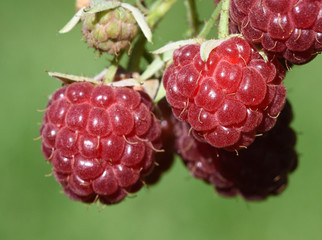 Himbeeren, Rubus, idaeus