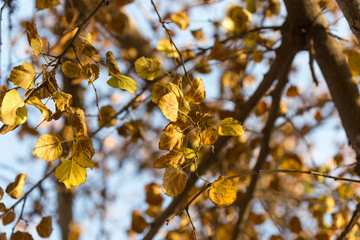 Golden autumn leaves on a branch opposite the sky, selective focus
