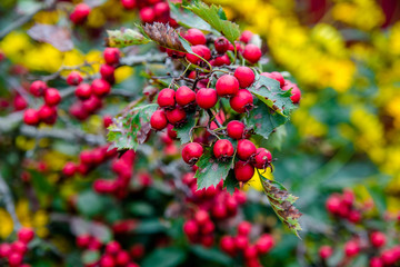 red hawthorn berries
