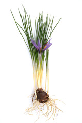Fototapeta premium Safran, Crocus sativus, Heilpflanze