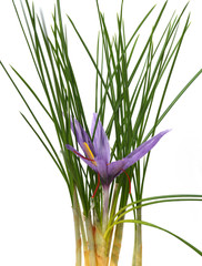 Safran, Crocus sativus, Heilpflanze