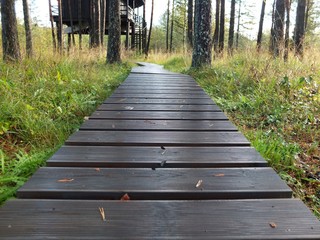 Fototapeta premium Wooden Walkway. Wood plank path through green autumn forest