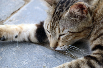 Cute Cat Sleeping on a Pathway