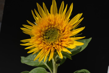 Sonnenblume, Helianthus, annuus