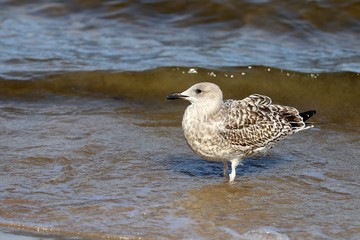 Seagull  standing on the water