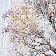 Fototapeta na wymiar The mixed image of the view of the trees at the autumn sunny warm morning and the view of the trees at the winter cloudy snowy midday at the natural background at the City Park. 