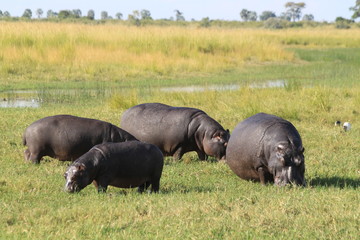 Hippopotames