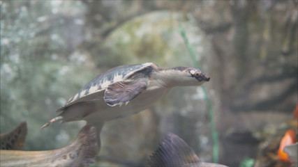  sea turtle swimming in the pool at the zoo