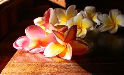 Plumery flowers or frangipani red and white illuminated by the sun side