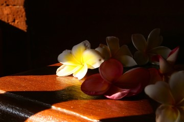 Plumery flowers or frangipani red and white illuminated by the sun side