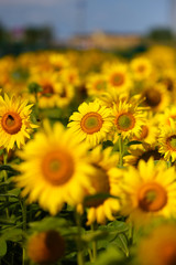 sunflowers on a sunny day. A field of sunflowers. Russian landscapes