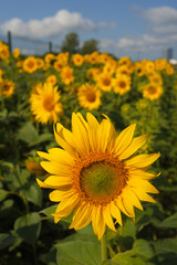 Sunflower natural background. Sunflowers blooming
