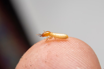 Close up of the Small termite on fingers with black background. Termites are biting the fingers of people.