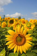 Obraz premium A bee collects pollen in a field of sunflowers.