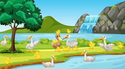 Poster Scene with many ducks by the river © GraphicsRF