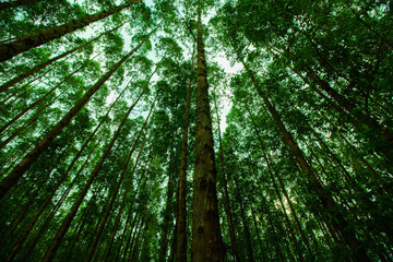 Fototapeta na wymiar Muitas árvores plantadas para a indústria